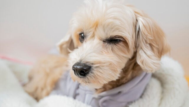 why do dogs wink why do dogs wink