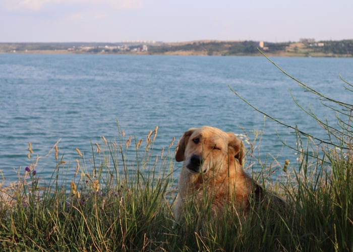 why do dogs wink at you