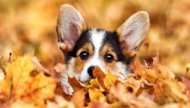 Why Dogs Love the Fall Season Why Dogs Love the Fall Season