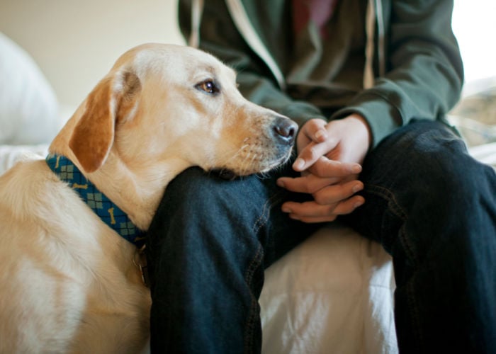 why dogs smell in crotch area