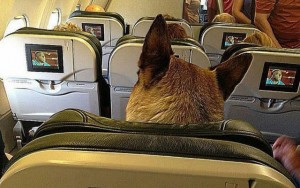 Woman Kicked Off Plane For Not Putting Her Pet in a Carrier