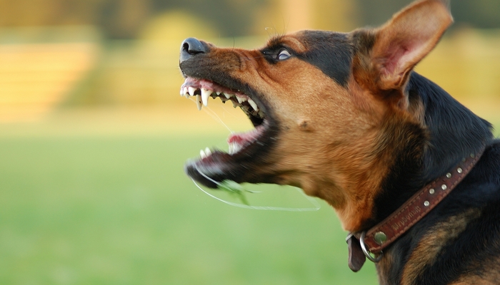 World's Deadliest Dogs