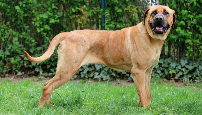World's Deadliest Dogs World's Deadliest Dogs - the Bandog