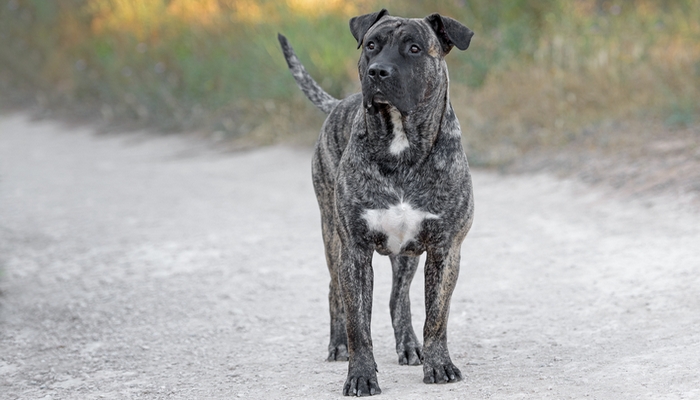 Perro de Presa Canario - World's Deadliest Dogs Perro de Presa Canario - World's Deadliest Dogs