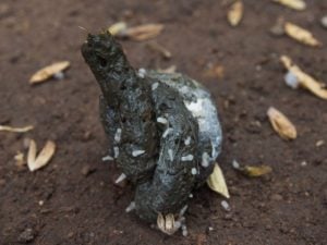 Worms Dog Poop Color