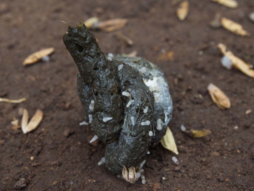 Worms Dog Poop Color Worms Dog Poop Color