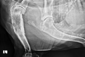 Xray image of osteosarcoma in a dog