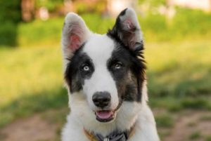 Yakutian Laika, a Russina dog, is cold-hardy and are extremely heat sensitive.