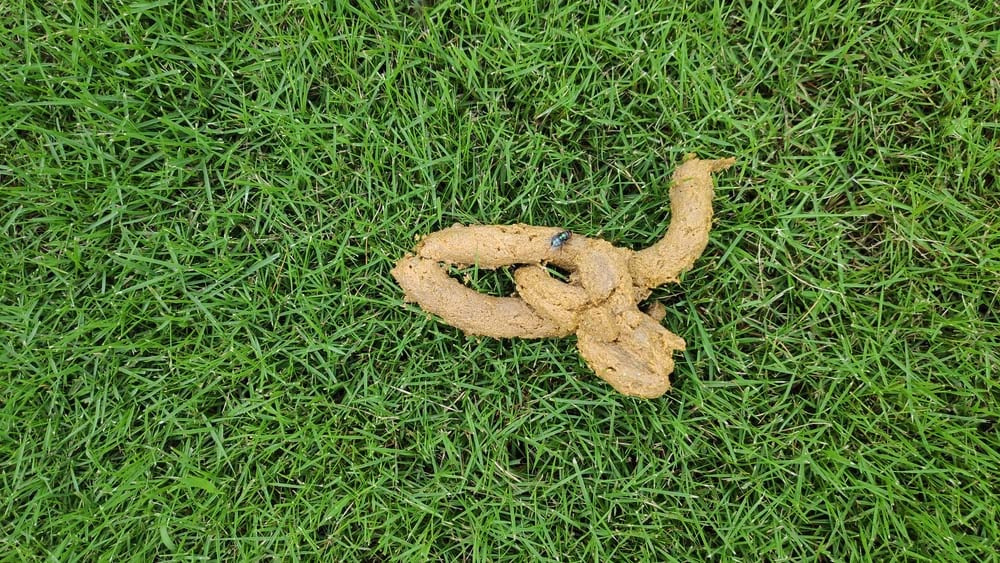 Yellow Dog Poop Color Yellow Dog Poop Color