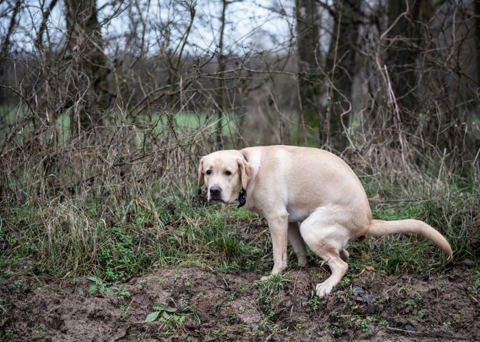 Labrador crouching, trying to poop