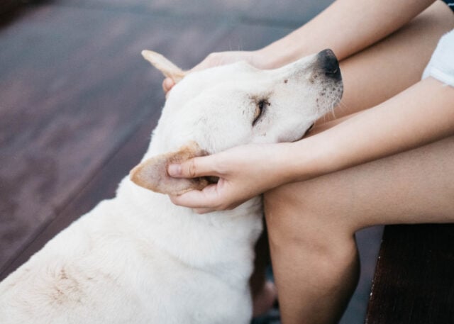 Vestibular Disease in Dogs Featured Image Vestibular Disease in Dogs Featured Image