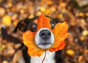 Your Dog Loves Fall
