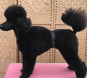 Dutch Poodle Haircut